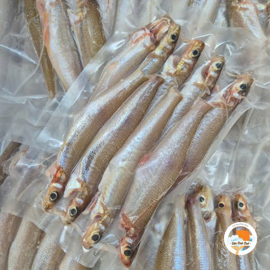 Cá bống biển Bình Thuận